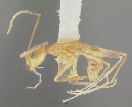 Paraparatrechina pallida specimen CASTYPE06931 image castype06931_3