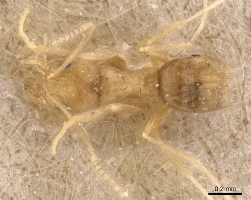 Paraparatrechina pusillima specimen CASENT0905667 image casent0905667_1