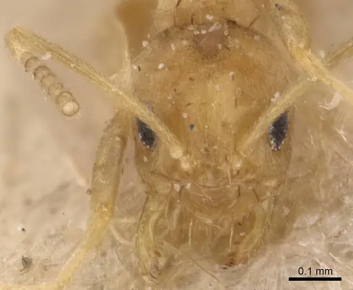 Paraparatrechina pusillima specimen CASENT0905667 image casent0905667_2