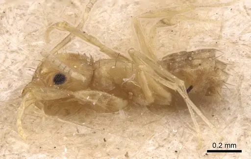 Paraparatrechina pusillima specimen CASENT0905667 image casent0905667_3