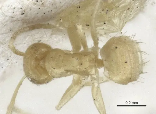 Paraparatrechina pusillima specimen CASENT0916672 image casent0916672_1
