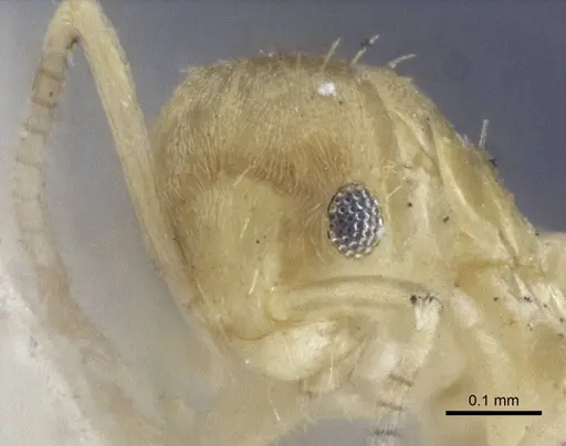 Paraparatrechina pusillima specimen CASENT0916672 image casent0916672_2