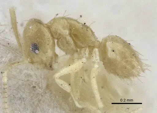 Paraparatrechina pusillima specimen CASENT0916672 image casent0916672_3
