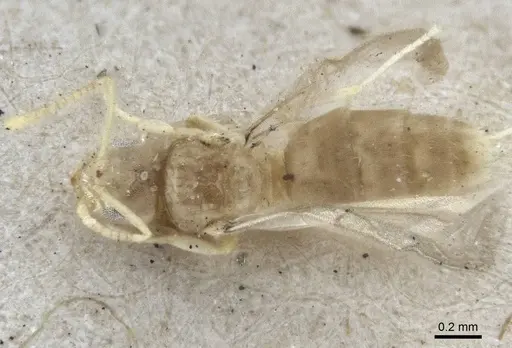 Paraparatrechina pusillima specimen CASENT0916673 image casent0916673_1