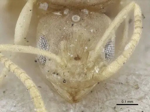 Paraparatrechina pusillima specimen CASENT0916673 image casent0916673_2