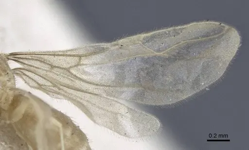 Paraparatrechina pusillima specimen CASENT0916673 image casent0916673_4
