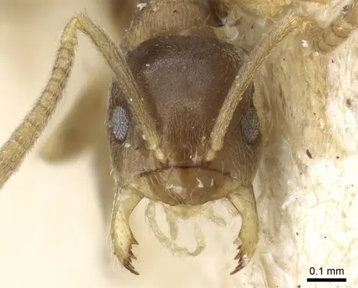Paraparatrechina sakurae specimen CASENT0905670 image casent0905670_2