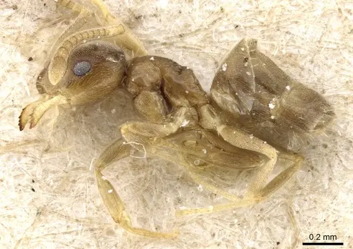 Paraparatrechina sakurae specimen CASENT0905670 image casent0905670_3