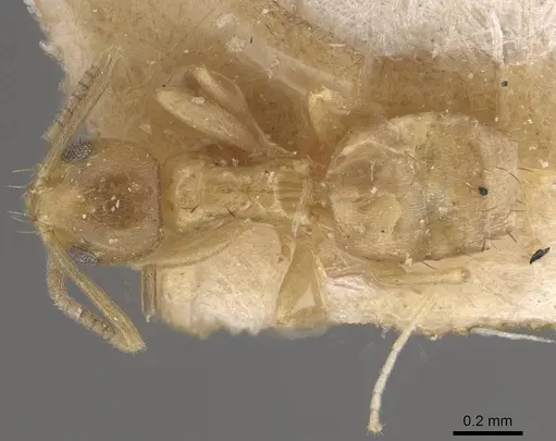 Paraparatrechina sauteri specimen CASENT0911019 image casent0911019_1