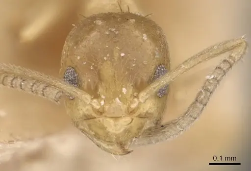Paraparatrechina sauteri specimen CASENT0911019 image casent0911019_2