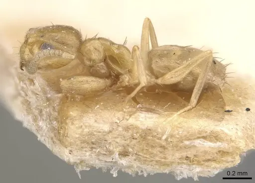 Paraparatrechina sauteri specimen CASENT0911019 image casent0911019_3
