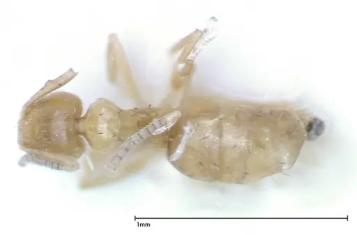 Paraparatrechina sauteri specimen FOCOL0150 image focol0150_1