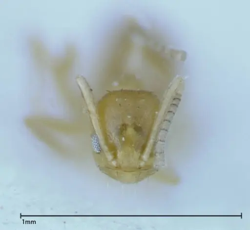 Paraparatrechina sauteri specimen FOCOL0150 image focol0150_2
