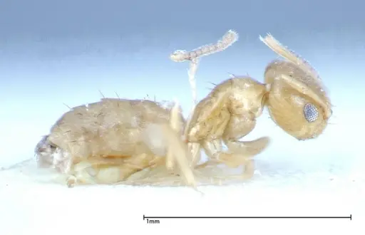 Paraparatrechina sauteri specimen FOCOL0150 image focol0150_4