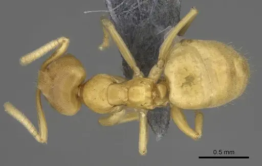 Paraparatrechina sordida specimen CASENT0914143 image casent0914143_1