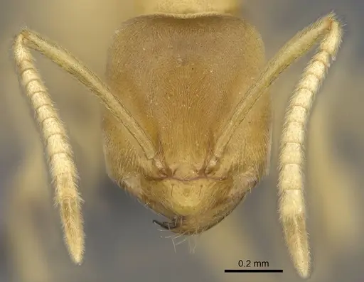 Paraparatrechina sordida specimen CASENT0914143 image casent0914143_2