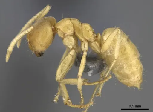Paraparatrechina sordida specimen CASENT0914143 image casent0914143_3