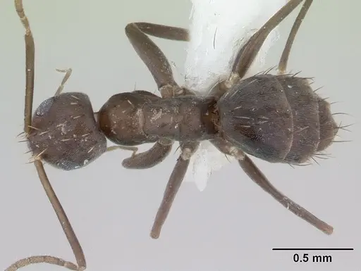 Paraparatrechina splendida specimen CASENT0178763 image casent0178763_1