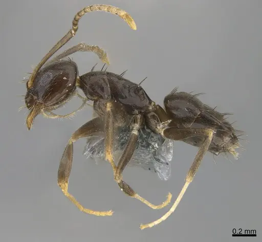 Paraparatrechina splendida specimen CASENT0362200 image casent0362200_1