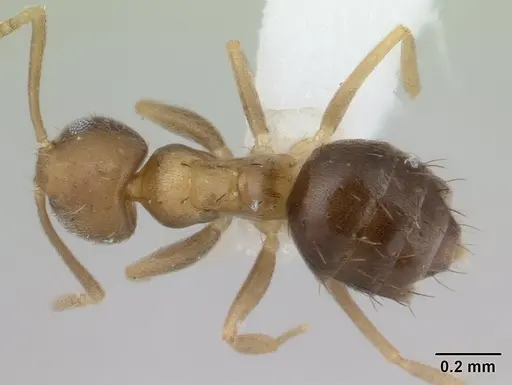 Paraparatrechina umbranatis specimen CASENT0178764 image casent0178764_1
