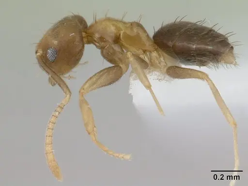 Paraparatrechina umbranatis specimen CASENT0178764 image casent0178764_3
