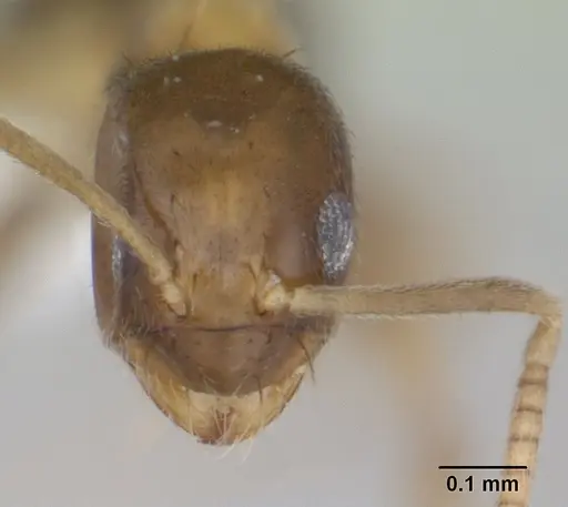 Paraparatrechina umbranatis specimen CASENT0178765 image casent0178765_2