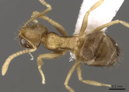 Paraparatrechina umbranatis specimen CASENT0192284 image casent0192284_1