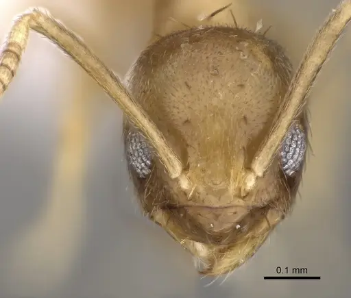 Paraparatrechina umbranatis specimen CASENT0192284 image casent0192284_2
