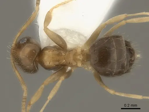 Paraparatrechina umbranatis specimen CASENT0217736 image casent0217736_1