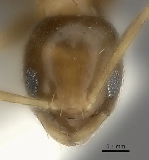 Paraparatrechina umbranatis specimen CASENT0217736 image casent0217736_2