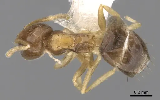 Paraparatrechina umbranatis specimen CASENT0281151 image casent0281151_1
