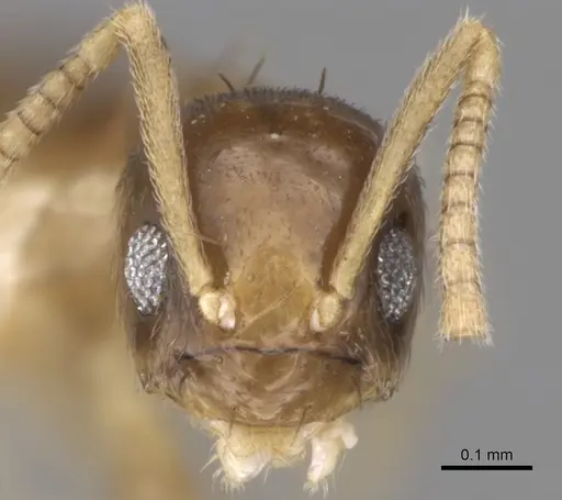 Paraparatrechina umbranatis specimen CASENT0281151 image casent0281151_2