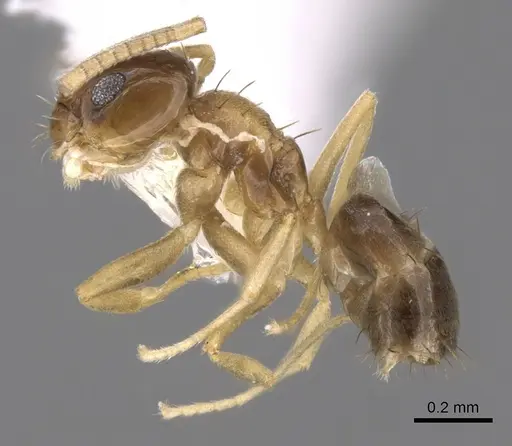 Paraparatrechina umbranatis specimen CASENT0281151 image casent0281151_3