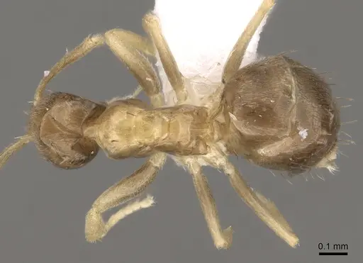 Paraparatrechina umbranatis specimen CASENT0317049 image casent0317049_1