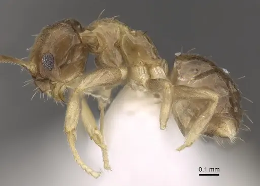 Paraparatrechina umbranatis specimen CASENT0317049 image casent0317049_3