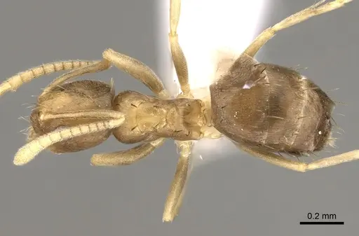 Paraparatrechina umbranatis specimen CASENT0317050 image casent0317050_1
