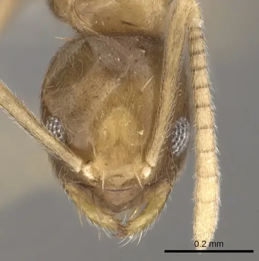 Paraparatrechina umbranatis specimen CASENT0317050 image casent0317050_2