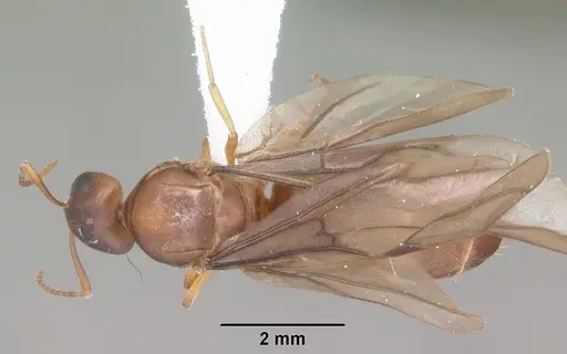 Paraparatrechina weissi specimen CASENT0104153 image casent0104153_1