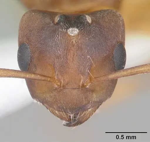 Paraparatrechina weissi specimen CASENT0104153 image casent0104153_2