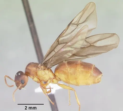 Paraparatrechina weissi specimen CASENT0104153 image casent0104153_4