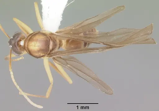 Paraparatrechina weissi specimen CASENT0104154 image casent0104154_1