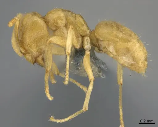 Paraparatrechina weissi specimen CASENT0357343 image casent0357343_1