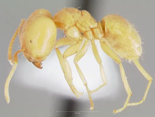 Paraparatrechina weissi specimen CASENT0406725 image casent0406725_3