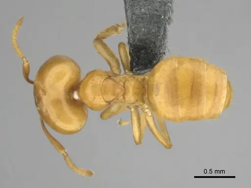 Paraparatrechina weissi specimen CASENT0815907 image casent0815907_1