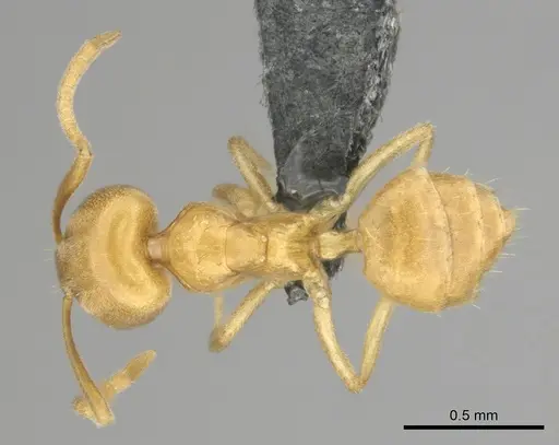 Paraparatrechina weissi specimen CASENT0815908 image casent0815908_1