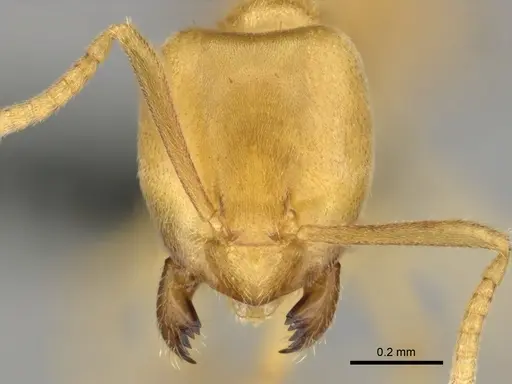 Paraparatrechina weissi specimen CASENT0815908 image casent0815908_2