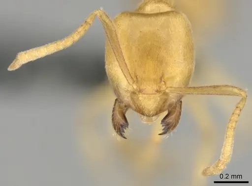 Paraparatrechina weissi specimen CASENT0815908 image casent0815908_3