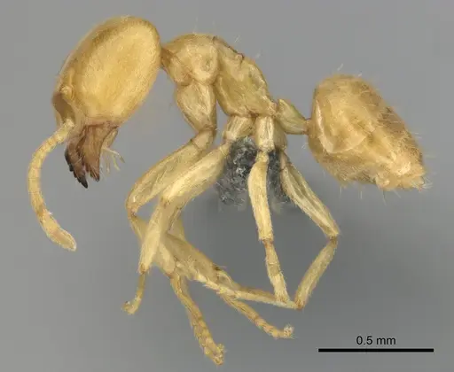 Paraparatrechina weissi specimen CASENT0815908 image casent0815908_4
