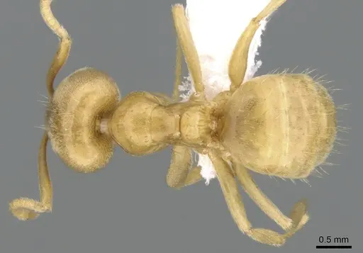 Paraparatrechina weissi specimen CASENT0906210 image casent0906210_1
