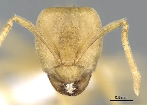 Paraparatrechina weissi specimen CASENT0906210 image casent0906210_2